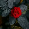 jiskani094