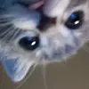 tenlauyen