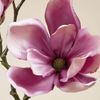 cataleya_1620