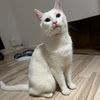snowwhiteslife
