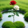 muhammed.naveed.i