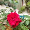 nguynthi0170