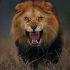 fathimahmoudi653