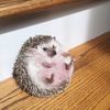 igel_ej