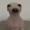 pa_ul213