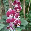 nartha9740