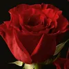 shirin_283847