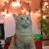 nuna_bolotankya