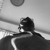 iamm_lino