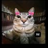 valexx.lm