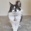emilyrosecatlady