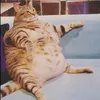 bigballsfat