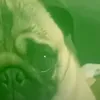sasochek_2