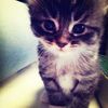 kittyfart94