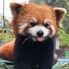 raccoon_redpanda