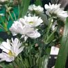 yusma_1419