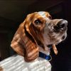 hankthebassett