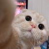 pajar.abd_