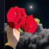 nastexo298