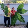 teerasukmuangseed