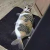 gatopsaros_