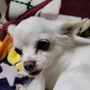dyhnczne4zz2