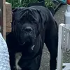 chancec381