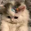 котёнок 😍🤠