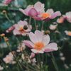 roz_bunsubbah
