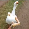 jisoo_tomando_um_chimas