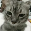 emoy2411