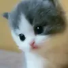 rabkid