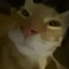 nokoyoo1