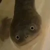 turtle3004
