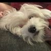 melsdoggydays