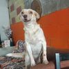 heliormid