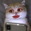 dumpiescis_