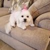 coco1118_s