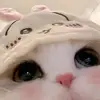 freemaxdntttt
