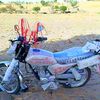 bighorn126