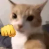 _syzp_