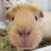 skyemccmilky