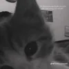 bunbocute0