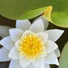 drinesan733