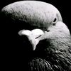foop_goil