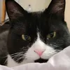 kitten_marcel