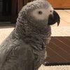 naughty_parrot1