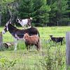 donkeyhollahomestead