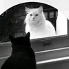 k_li._99