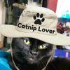cashthecatnipaddict
